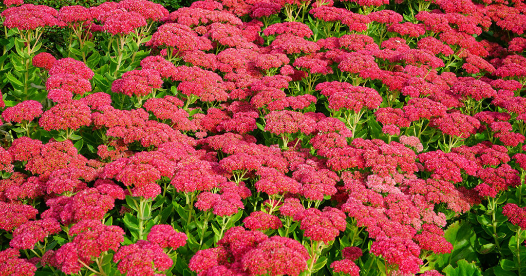Sedum flowers