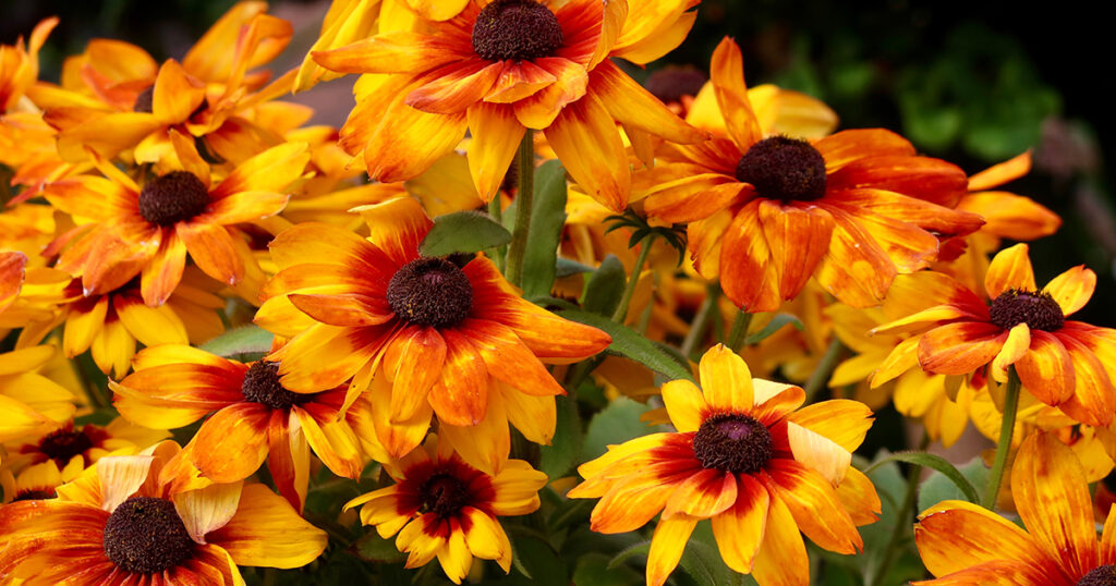 Rudbeckia