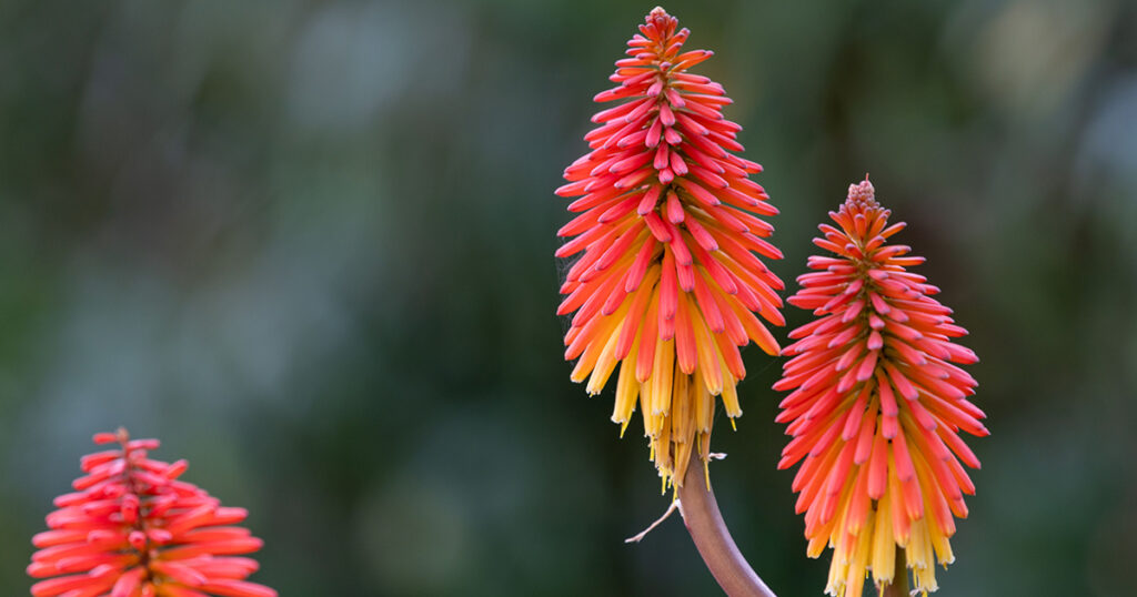 Kniphofia