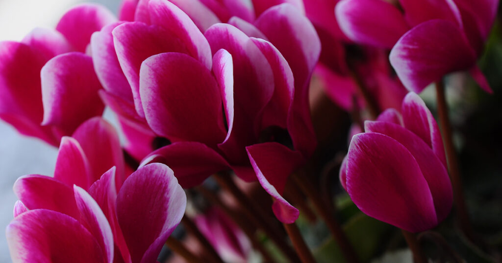 Cyclamen