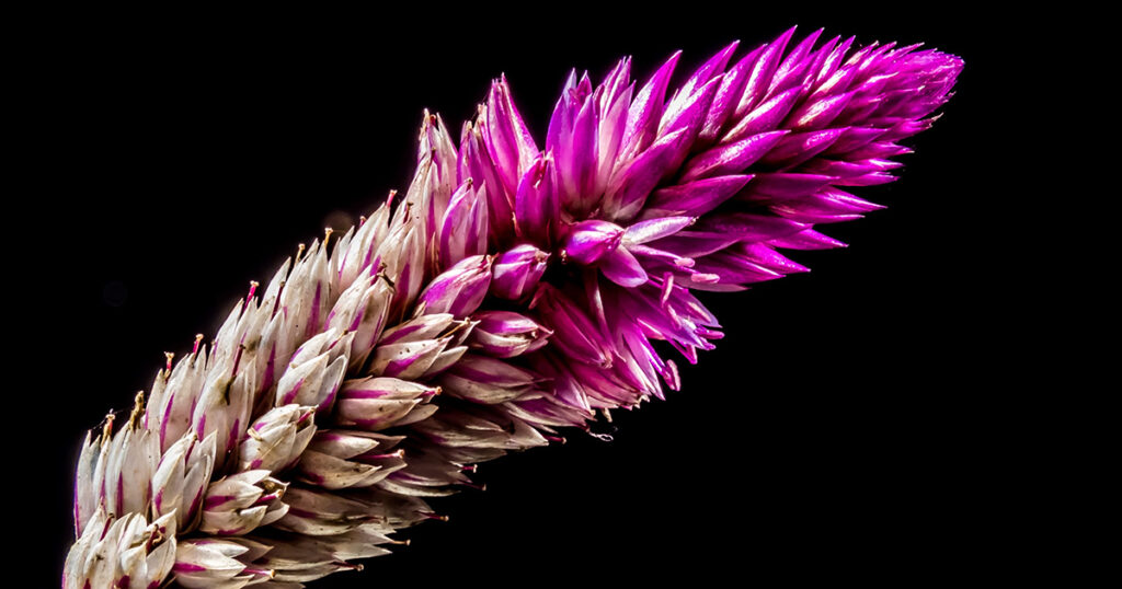 Celosia