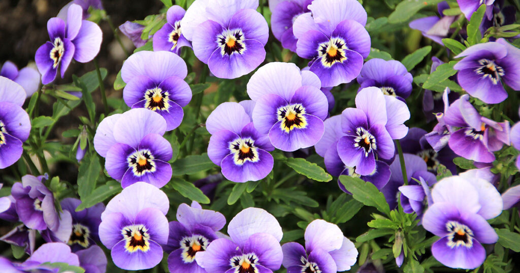 violas