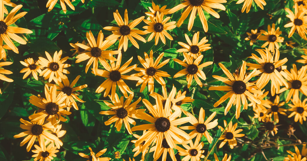 black-eyed Susan flowers