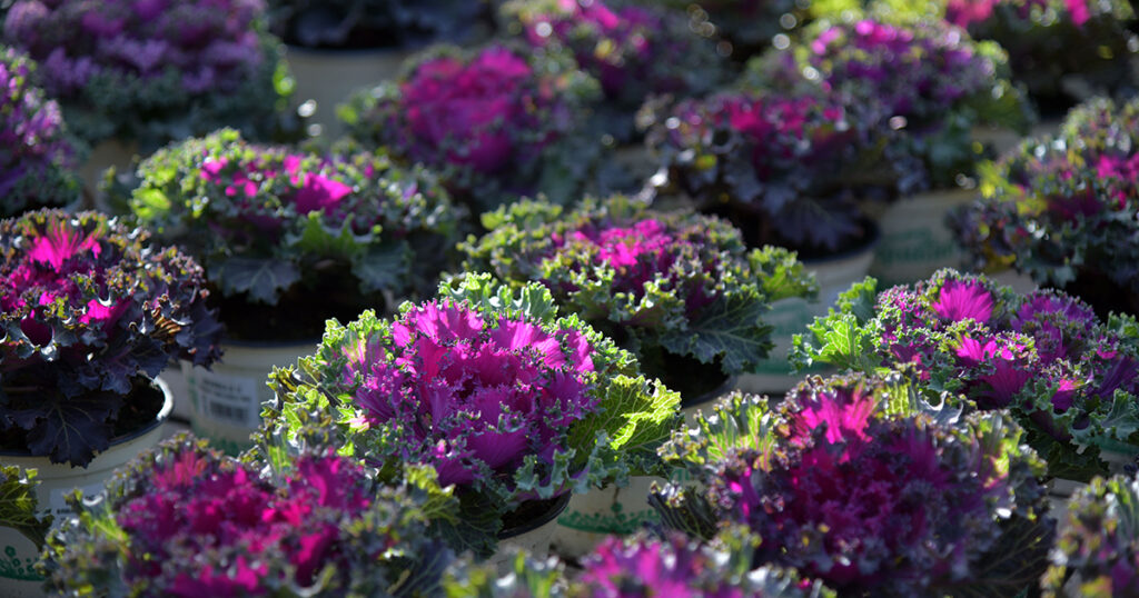Ornamental Kale