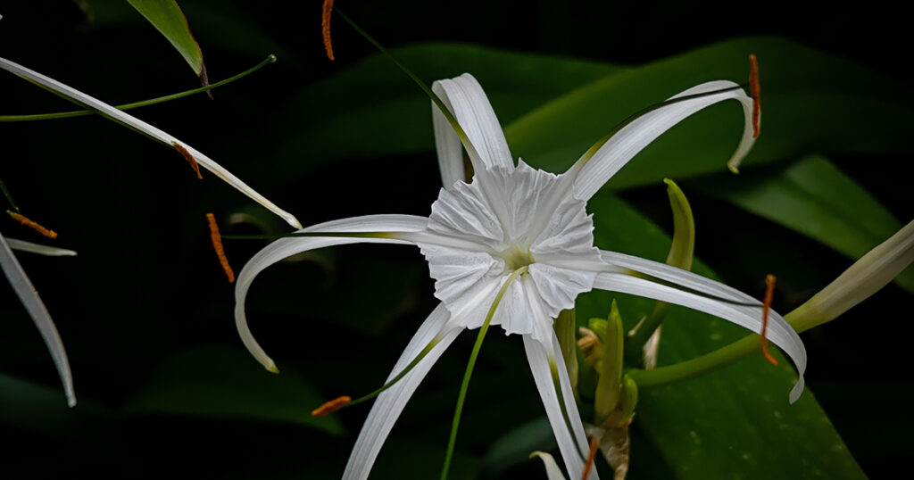Spider Lily