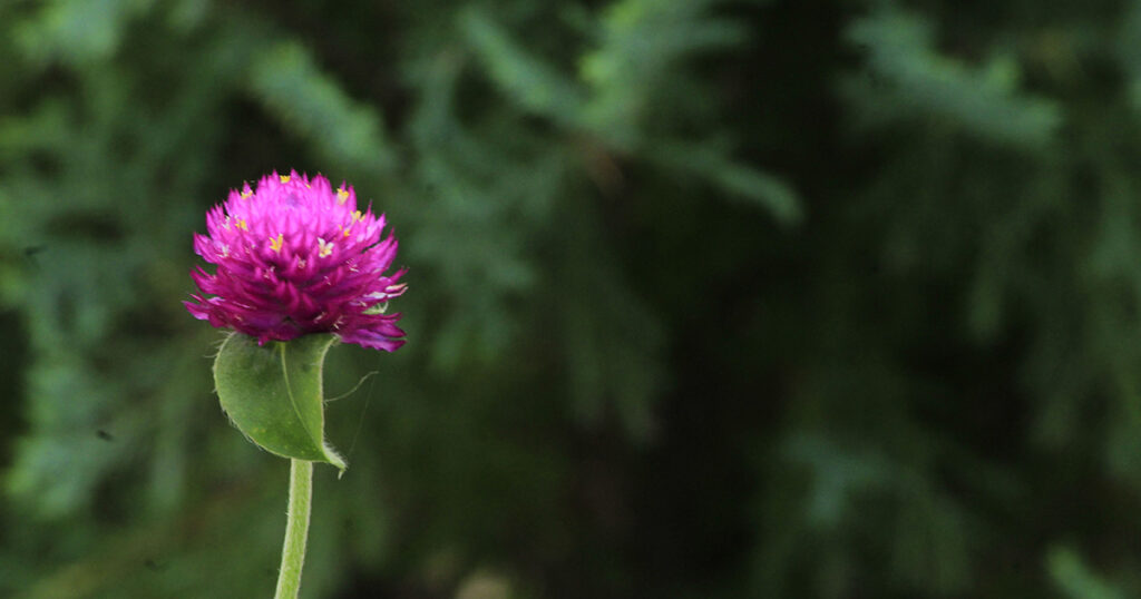 Gomphrena