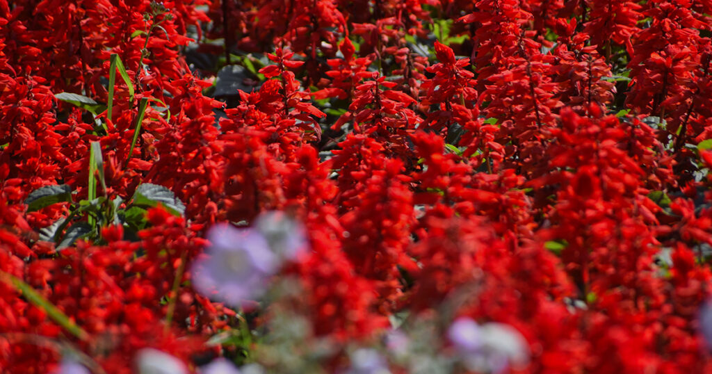 Salvia