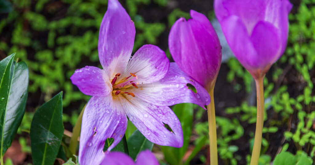 Colchicum