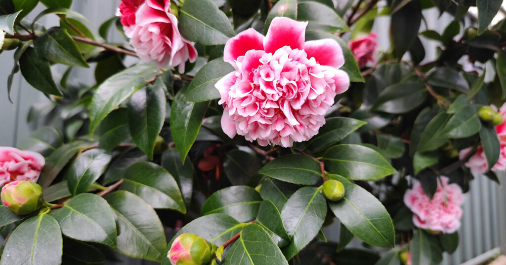 Camellia