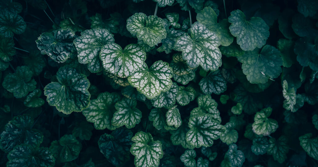 Heuchera