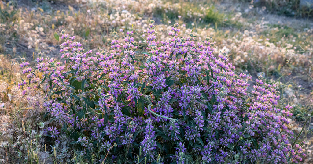Penstemon
