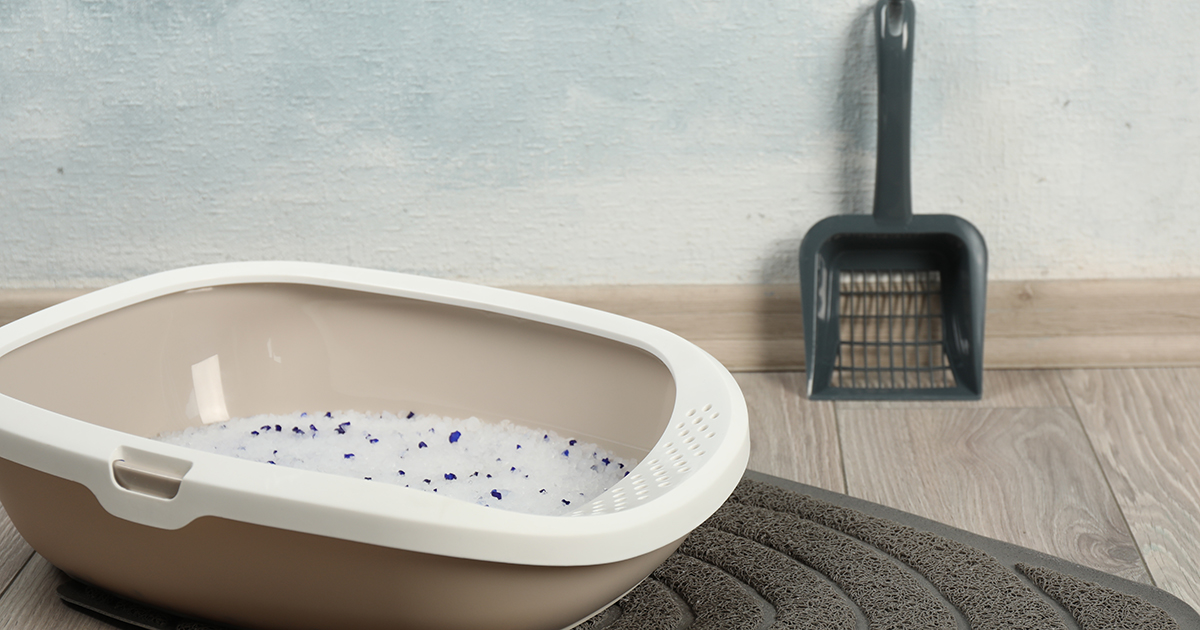 Cat tray with crystal litter and scoop on floor near light blue wall