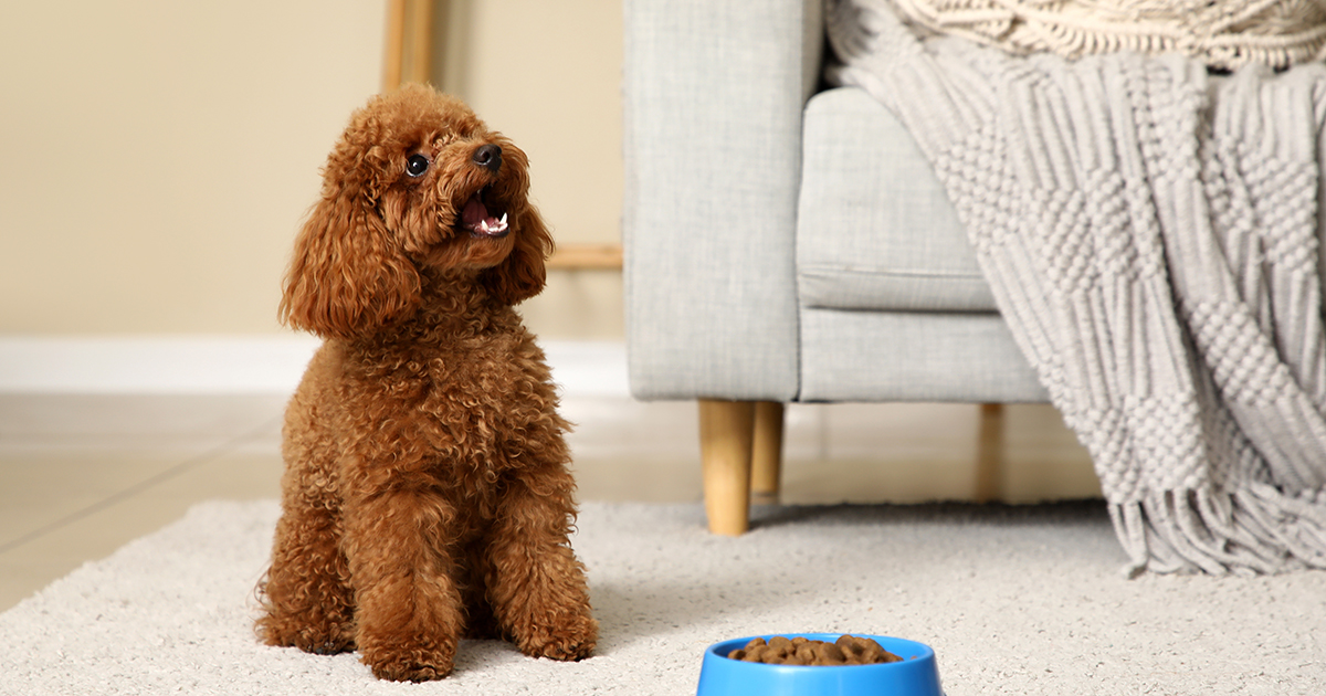 Cute Toy Poodle dog with bowl of food near sofa in living room