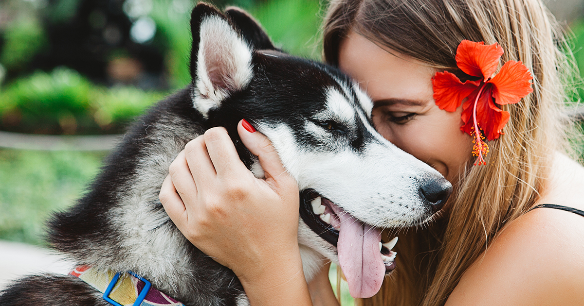 Young blonde woman in black dress with red hibiscus flower with husky dog at sunny weather, friendship between human and animal