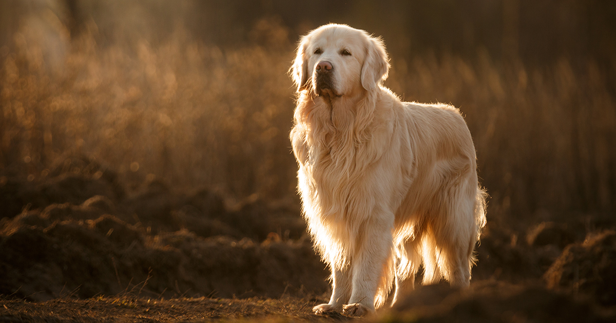 Golden retriever dog standing outdoor in autumn field with beautiful lighting