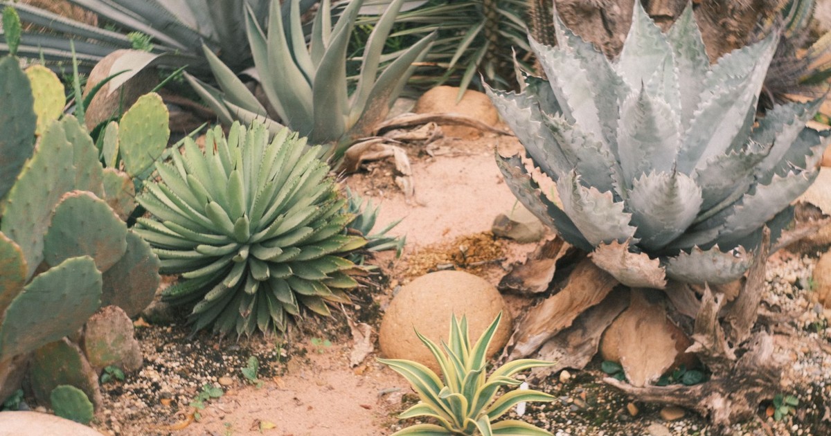 Drought Tolerant Plants That Thrive When You Forget to Water