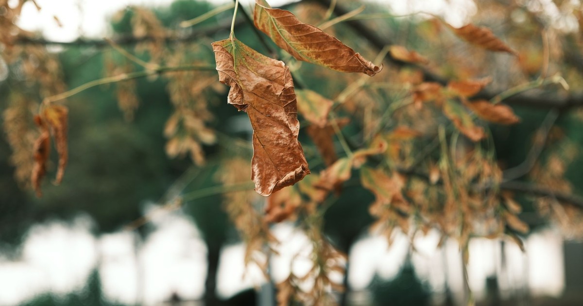 Detailed shot of dry leaves on a branch in autumn. Nature's transition captured outdoors.