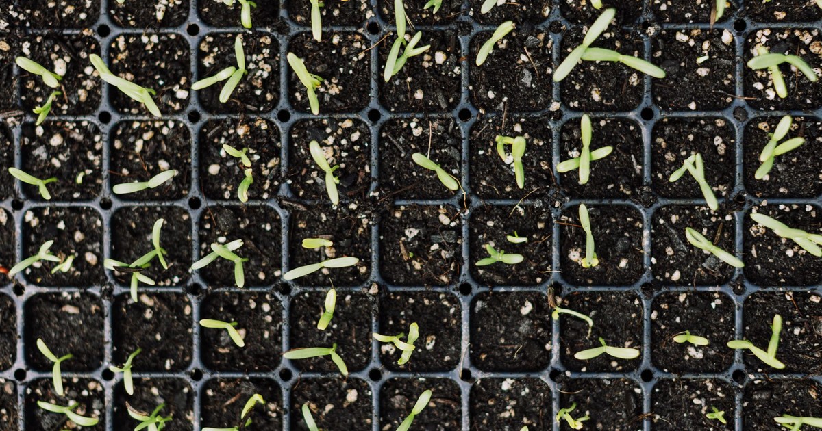 Top view of young green seedlings growing in black planting trays for gardening.
