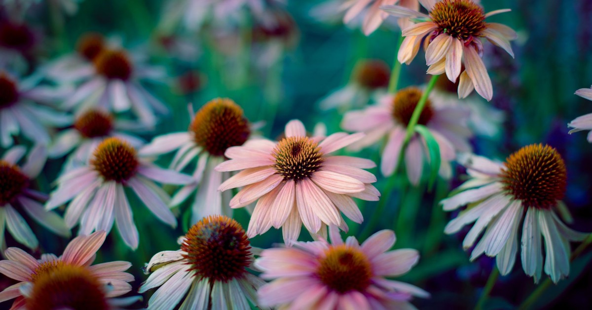 From above of delicate eastern purple coneflower plants with yellow flowerheads and white petals growing in field