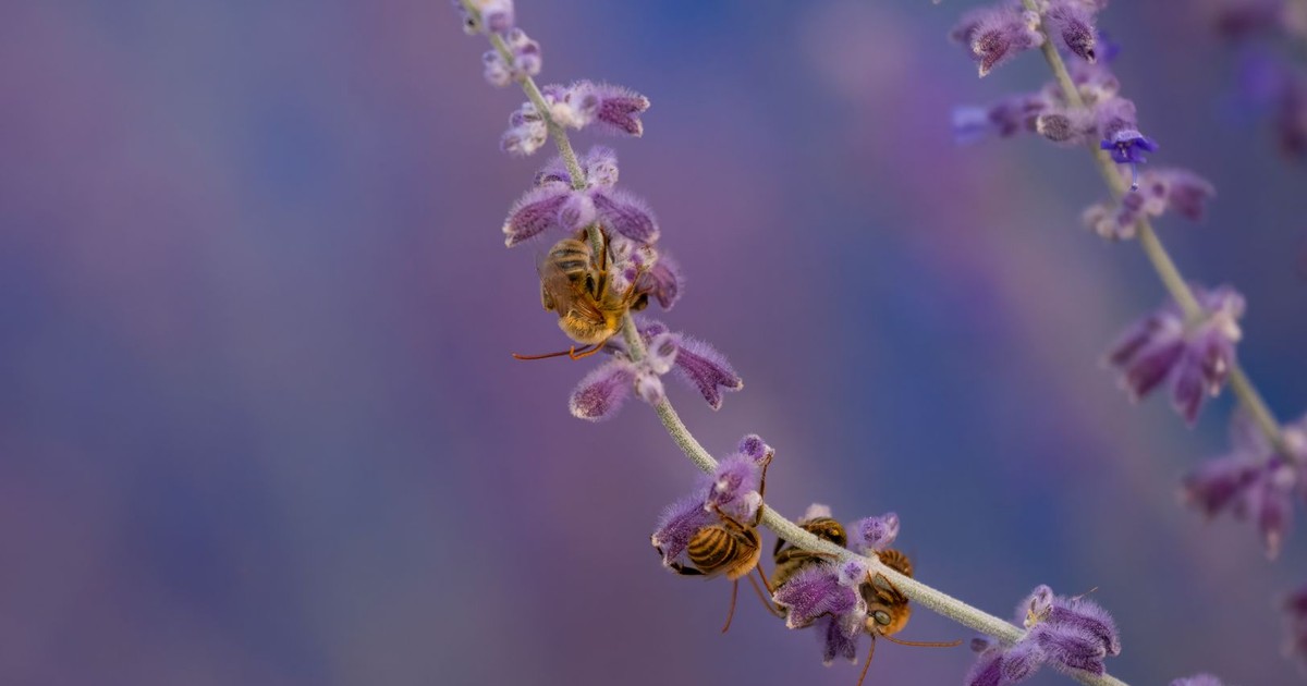 Close-up of bees pollinating on purple sage flowers against a soft blurred background.