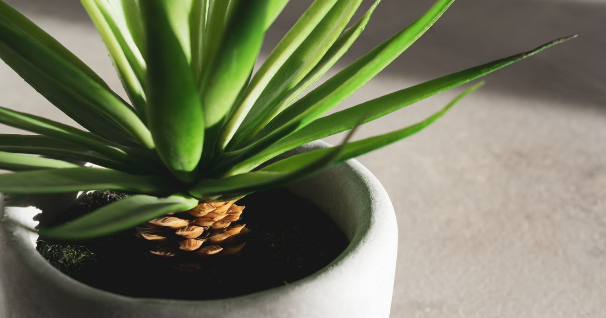 Bright green agave plant growing in a modern concrete pot indoors.