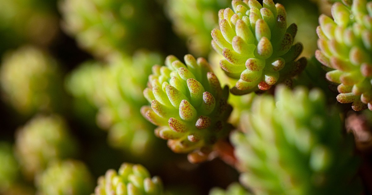 Detailed close-up image of lush green succulent plants highlighting their texture.