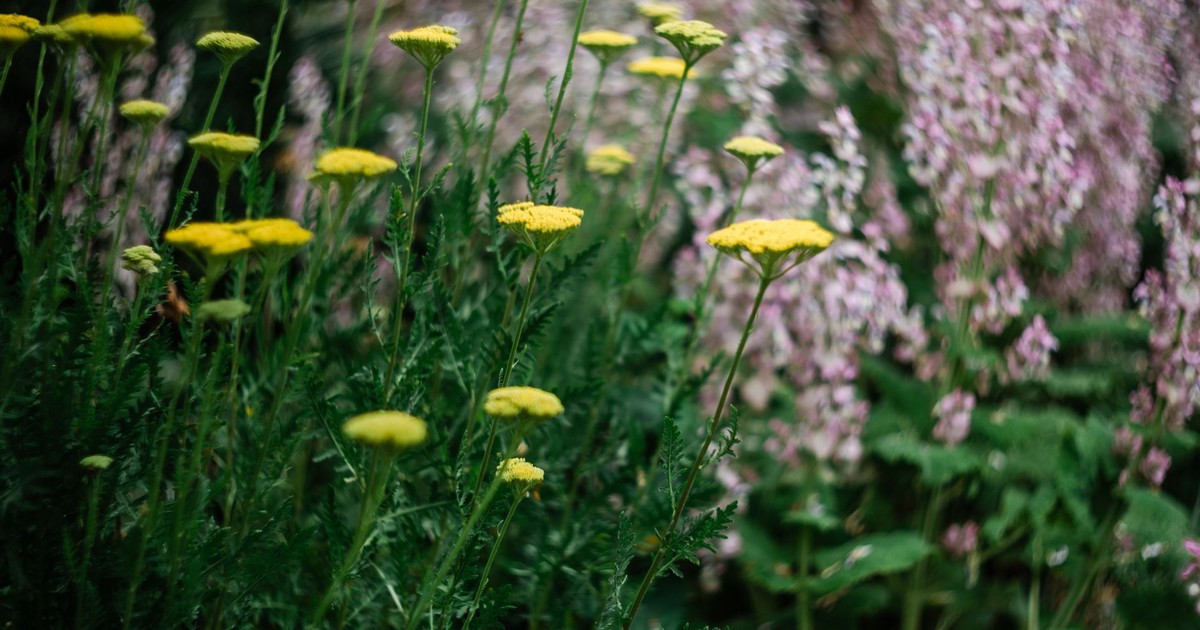 A captivating close-up of vibrant yellow wildflowers amidst lush greenery, captured in natural light.