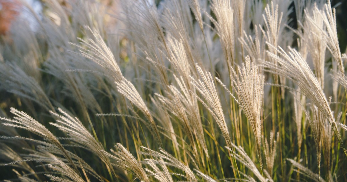 Beautiful close-up of feather reed grass swaying gently in the sunlight.