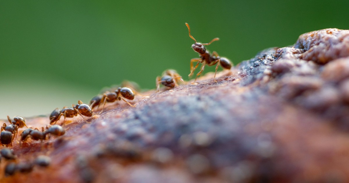 Close-up of ants exploring a textured brown surface with blurred green background.