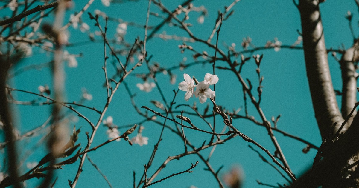 Close-up of cherry blossom branches against a clear blue sky, capturing spring's beauty.