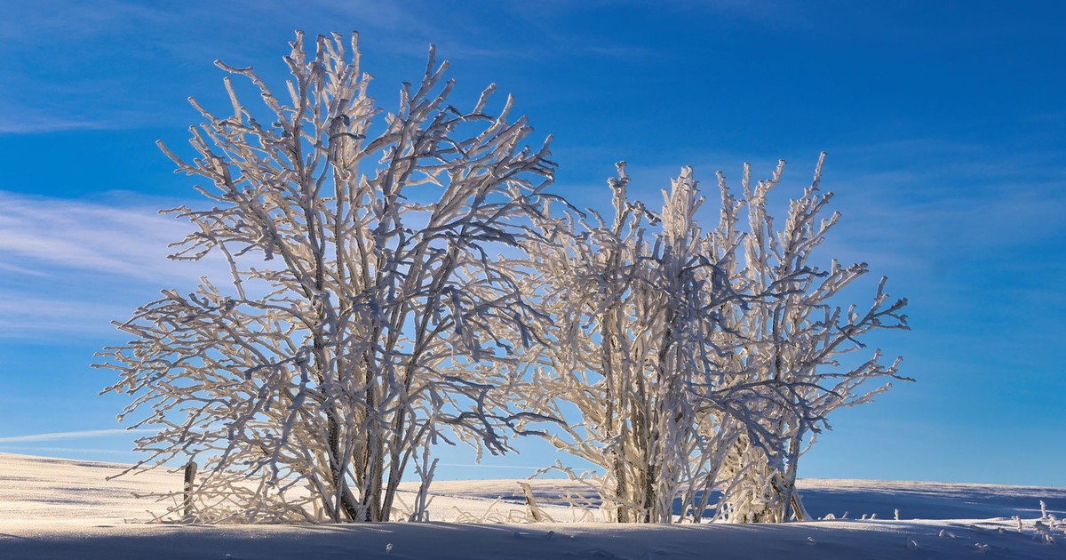 Snow-covered trees under a bright blue sky with clear winter atmosphere.