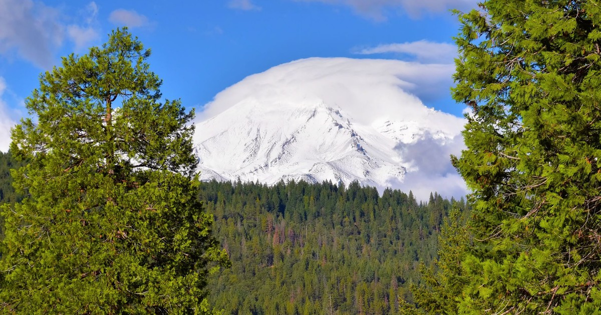 Stunning view of a snow-capped mountain surrounded by a lush green pine forest under a vibrant blue sky.